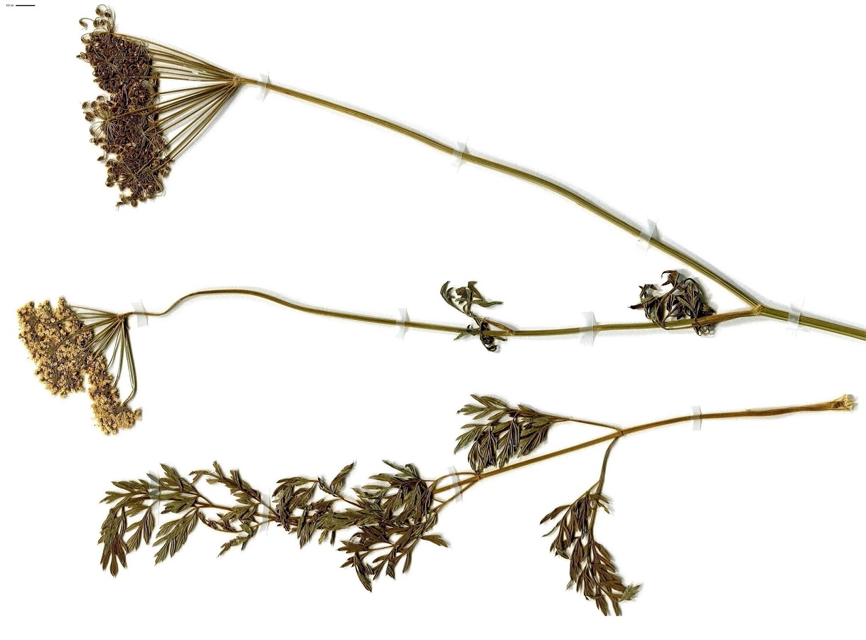 Selinum carvifolia (Apiaceae)